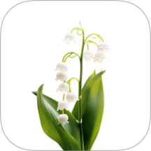 风信 v1.5