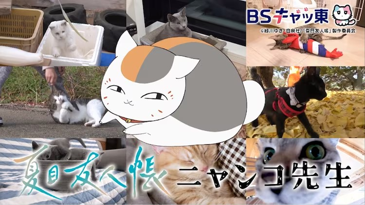 《夏目友人帐》猫咪老师为“猫之日”宣传-cos扮之狐狸