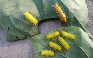 《洋辣子：自然界的奇特生物》